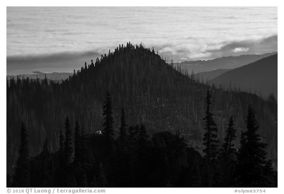 Forest ridges, sea of clouds, and mountain goat. Olympic National Park (black and white)
