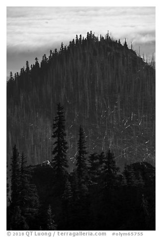 Distant mountain goat on ridgetop. Olympic National Park (black and white)