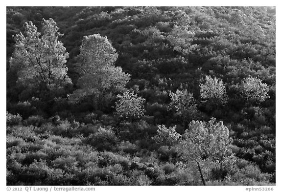 Trees on rolling chaparral shrubs. Pinnacles National Park (black and white)