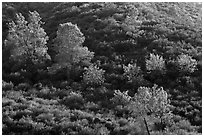 Trees on rolling chaparral shrubs. Pinnacles National Park, California, USA. (black and white)