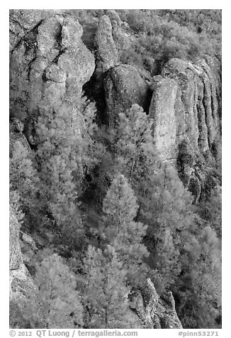 Pine trees and igneous rocks. Pinnacles National Park, California, USA.