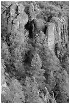 Pine trees and igneous rocks. Pinnacles National Park, California, USA. (black and white)