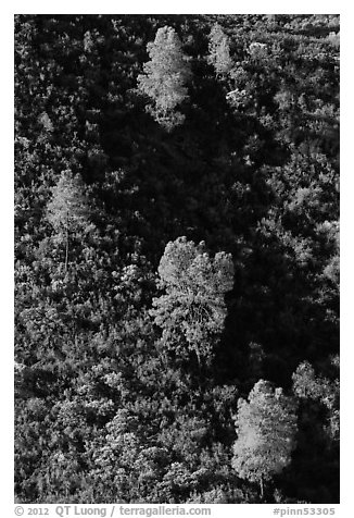 Trees and chapparal-covered slope. Pinnacles National Park (black and white)