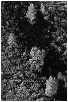 Trees and chapparal-covered slope. Pinnacles National Park, California, USA. (black and white)