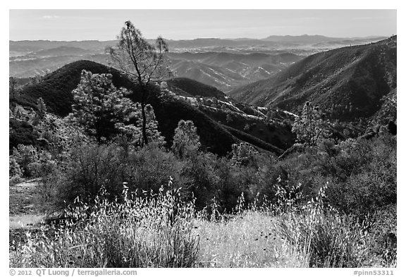 Summer grasses and rolling hills. Pinnacles National Park (black and white)