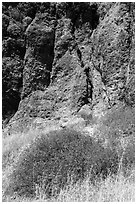 Dried wildflowers and colorful section of rock wall. Pinnacles National Park, California, USA. (black and white)