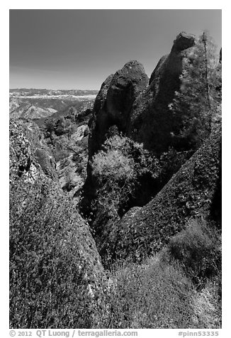 Dried wildflowers, trees, and pinnacles. Pinnacles National Park, California, USA.