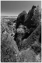 Dried wildflowers, trees, and pinnacles. Pinnacles National Park ( black and white)