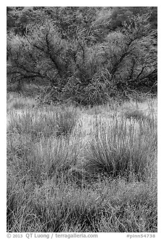 Frozen grasses and shrubs. Pinnacles National Park (black and white)