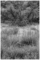 Frozen grasses and shrubs. Pinnacles National Park, California, USA. (black and white)