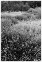 Frost along Bench Trail. Pinnacles National Park ( black and white)