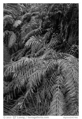 Ferns below Moses Spring. Pinnacles National Park (black and white)