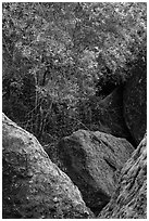 Toyon tree with red berries, Bear Gulch. Pinnacles National Park, California, USA. (black and white)