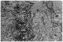 Green moss and orange lichen on rock wall. Pinnacles National Park ( black and white)