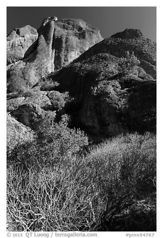 Shurbs and trees in winter below Machete Ridge. Pinnacles National Park (black and white)