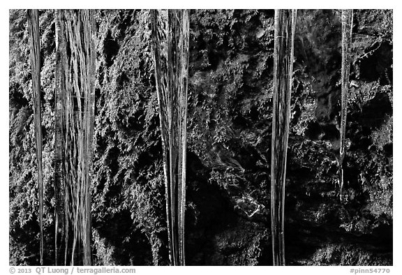Icicles and moss, Balconies Cave. Pinnacles National Park (black and white)