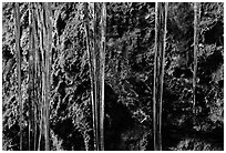 Icicles and moss, Balconies Cave. Pinnacles National Park, California, USA. (black and white)