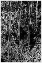 Icicles and mossy rocks, Balconies Caves. Pinnacles National Park, California, USA. (black and white)