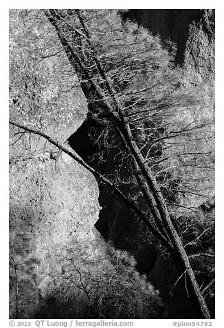 Tree trunk and rocks, Machete Ridge. Pinnacles National Park (black and white)