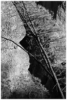 Tree trunk and rocks, Machete Ridge. Pinnacles National Park ( black and white)