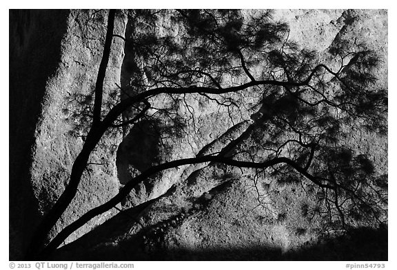 Tree silhouette against rock wall, Machete Ridge. Pinnacles National Park, California, USA.