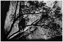 Tree silhouette against rock wall, Machete Ridge. Pinnacles National Park ( black and white)