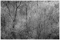 Bare branches and new leaves in spring. Pinnacles National Park ( black and white)