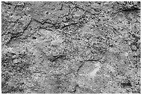 Multicolored lichen and rock. Pinnacles National Park, California, USA. (black and white)