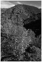 Bush in bloom and hill with rocks. Pinnacles National Park, California, USA. (black and white)