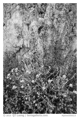 Yellow flowers and rock with lichen. Pinnacles National Park, California, USA.