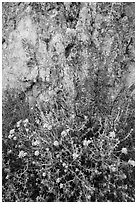 Yellow flowers and rock with lichen. Pinnacles National Park, California, USA. (black and white)