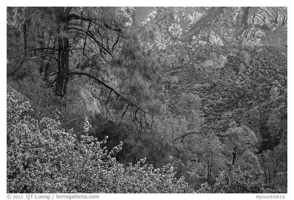 Manzanita blooms and valley with rock formations. Pinnacles National Park (black and white)