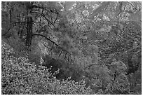 Manzanita blooms and valley with rock formations. Pinnacles National Park ( black and white)