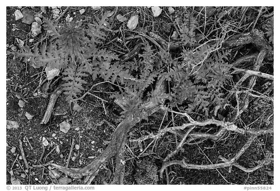 Ground close-up with branches and Indian Warriors. Pinnacles National Park (black and white)