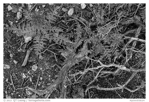 Ground close-up with branches and Indian Warriors. Pinnacles National Park (black and white)