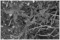 Ground close-up with branches and Indian Warriors. Pinnacles National Park, California, USA. (black and white)