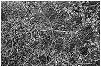 Dried autumn leaves and Manzanita spring blooms. Pinnacles National Park ( black and white)