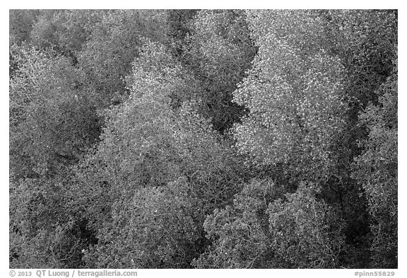 Newly leafed trees from above. Pinnacles National Park (black and white)