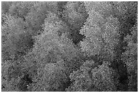 Newly leafed trees from above. Pinnacles National Park ( black and white)