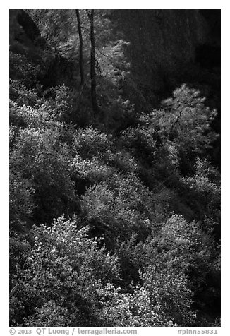 Slope with blooms in spring. Pinnacles National Park, California, USA.