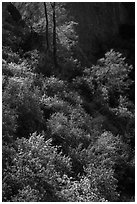 Slope with blooms in spring. Pinnacles National Park, California, USA. (black and white)