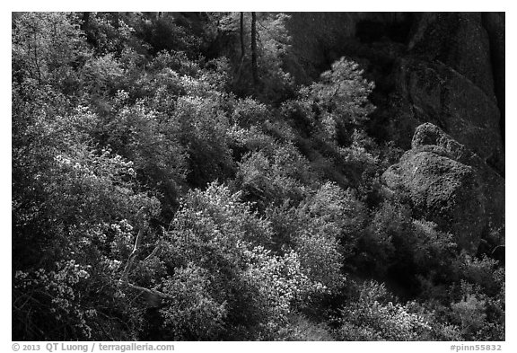 Slope with blooming shrubs in spring. Pinnacles National Park, California, USA.