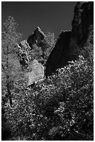 Blooming manzanita and high peaks. Pinnacles National Park, California, USA. (black and white)
