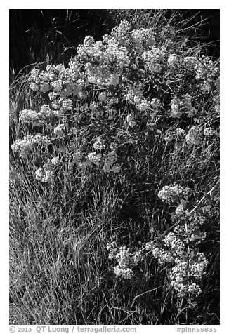 Close-up of spring blooms and grasses. Pinnacles National Park, California, USA.