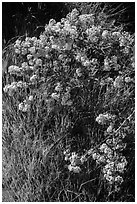 Close-up of spring blooms and grasses. Pinnacles National Park, California, USA. (black and white)