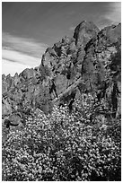 Spring blooms and high peaks from Juniper Canyon. Pinnacles National Park ( black and white)