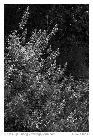 Lupine close-up. Pinnacles National Park (black and white)