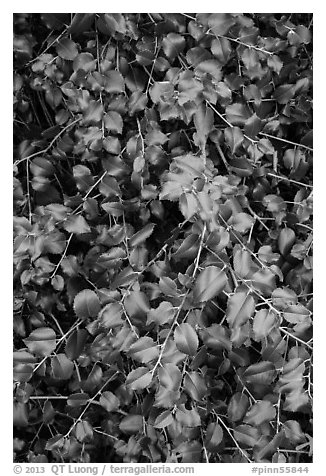 Close-up of shiny leaves. Pinnacles National Park (black and white)