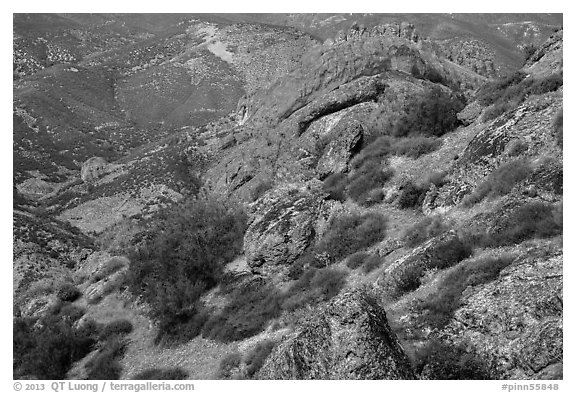 Carpets of spring wildflowers amongst rocks. Pinnacles National Park (black and white)