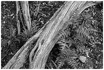 Ground close-up with fallen branch and Indian Warriors. Pinnacles National Park ( black and white)